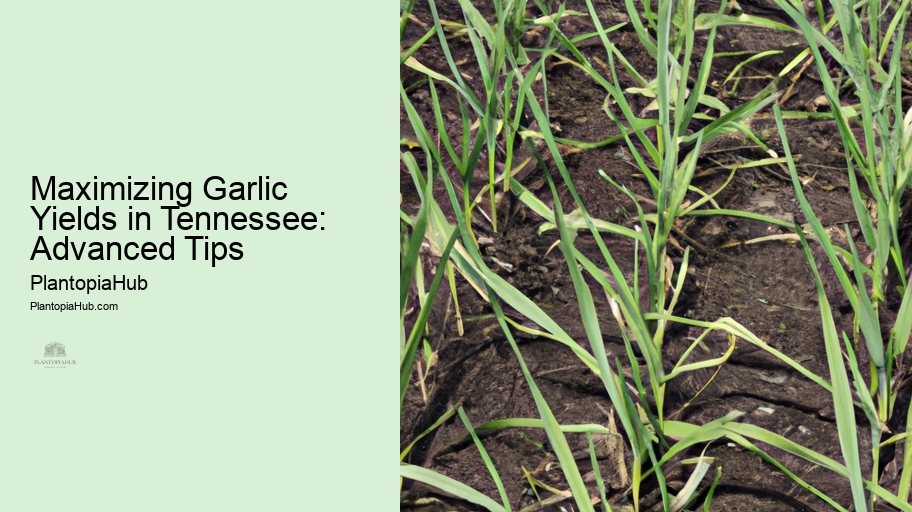 Maximizing Garlic Yields in Tennessee: Advanced Tips