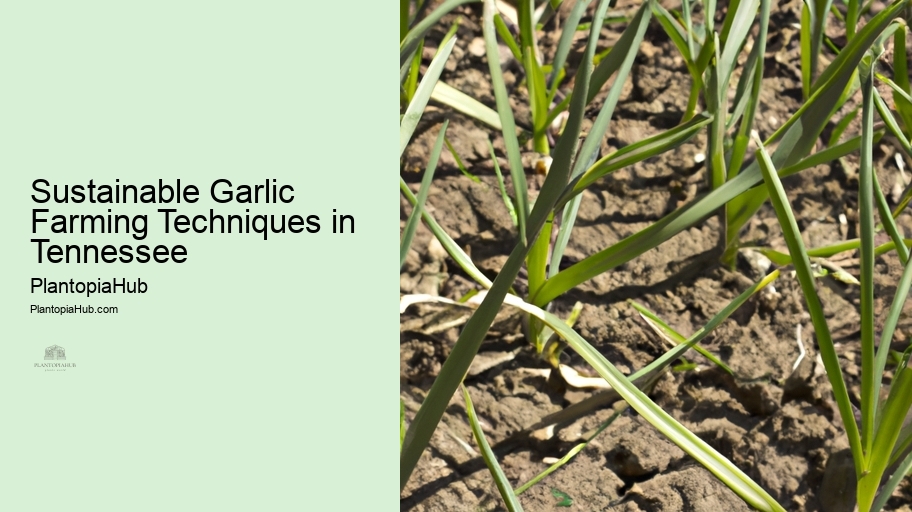 Sustainable Garlic Farming Techniques in Tennessee